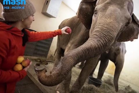 Новое видео:  «Итальянские цирковые слоны застряли в…