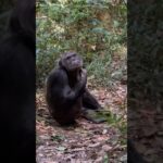 Руанда и встреча с горными шимпанзе